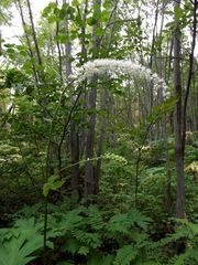 Actaea simplex