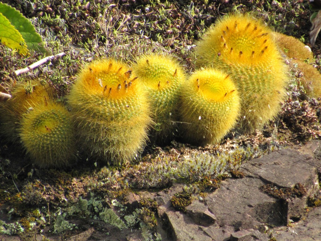 Parodia haselbergii, Santa Catarina, BR