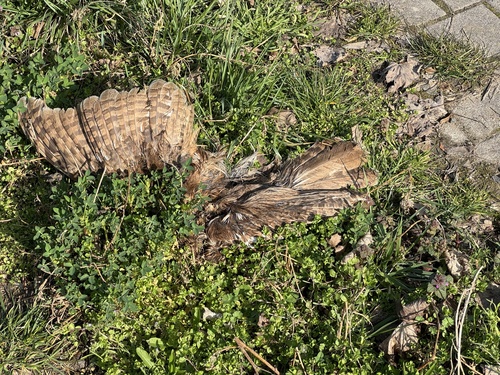 View observation of {o.common_name} on iNaturalist