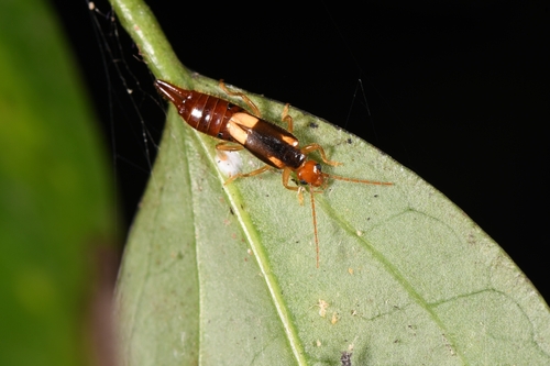 Forficula ornata