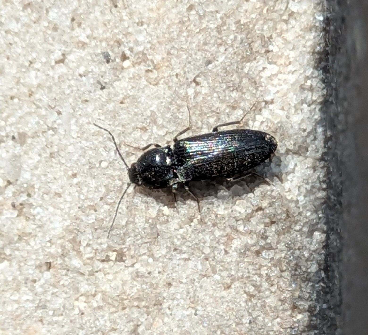 Selatosomus aeneus