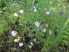 Phacelia platyloba
