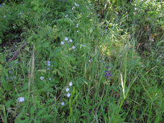 Phacelia platyloba