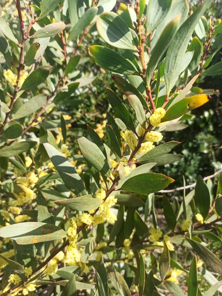 Longleaf Wattle