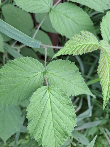 Sakhalin raspberry (Rubus sachalinensis)