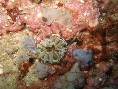 Euphyllia cristata