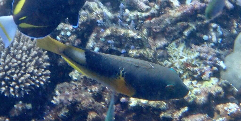 Anchor Trunkfish