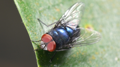 Lucilia porphyrina