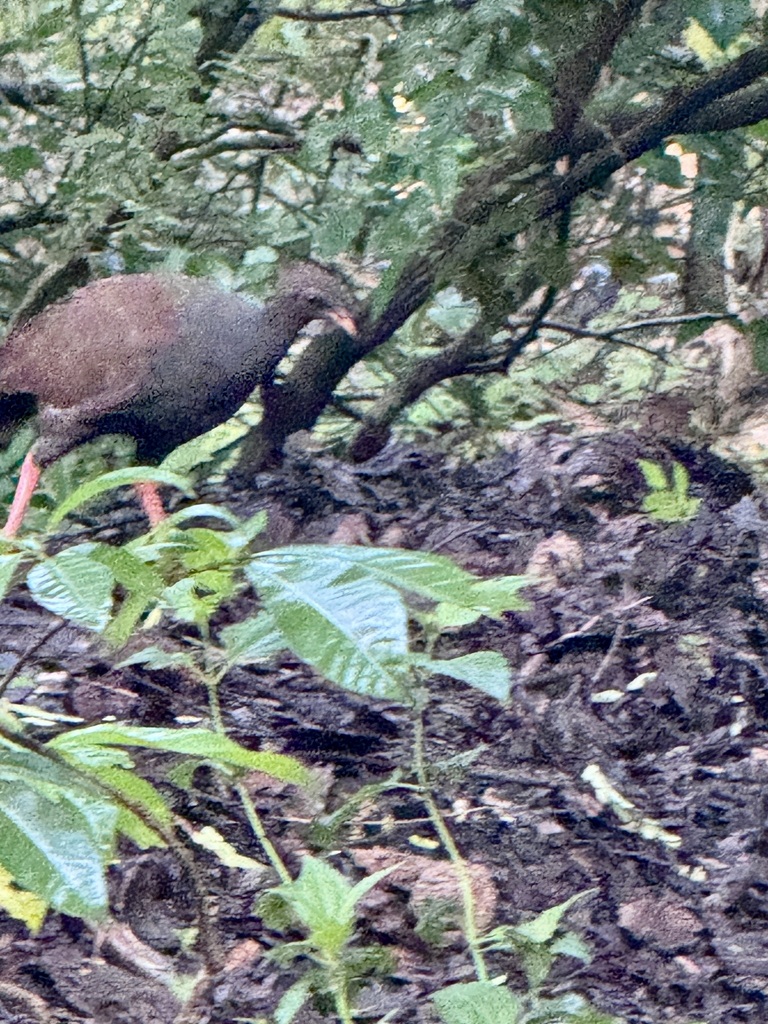 Orange-footed Megapode (Megapodius reinwardt)
