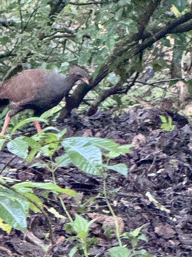 Orange-footed Scrubfowl (Megapodius reinwardt), photo 6