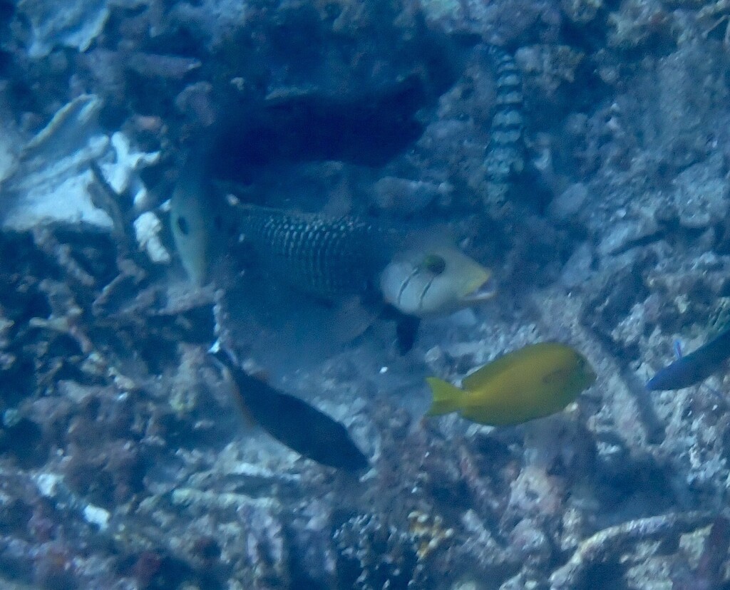 Rockmover wrasse