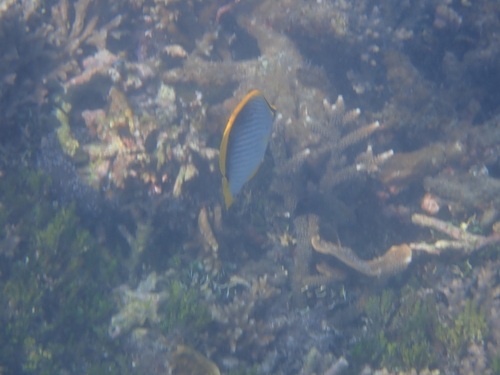 Chaetodon melannotus