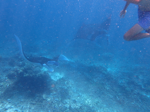 Mobula alfredi