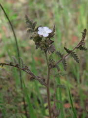 Phacelia platyloba