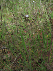 Phacelia platyloba