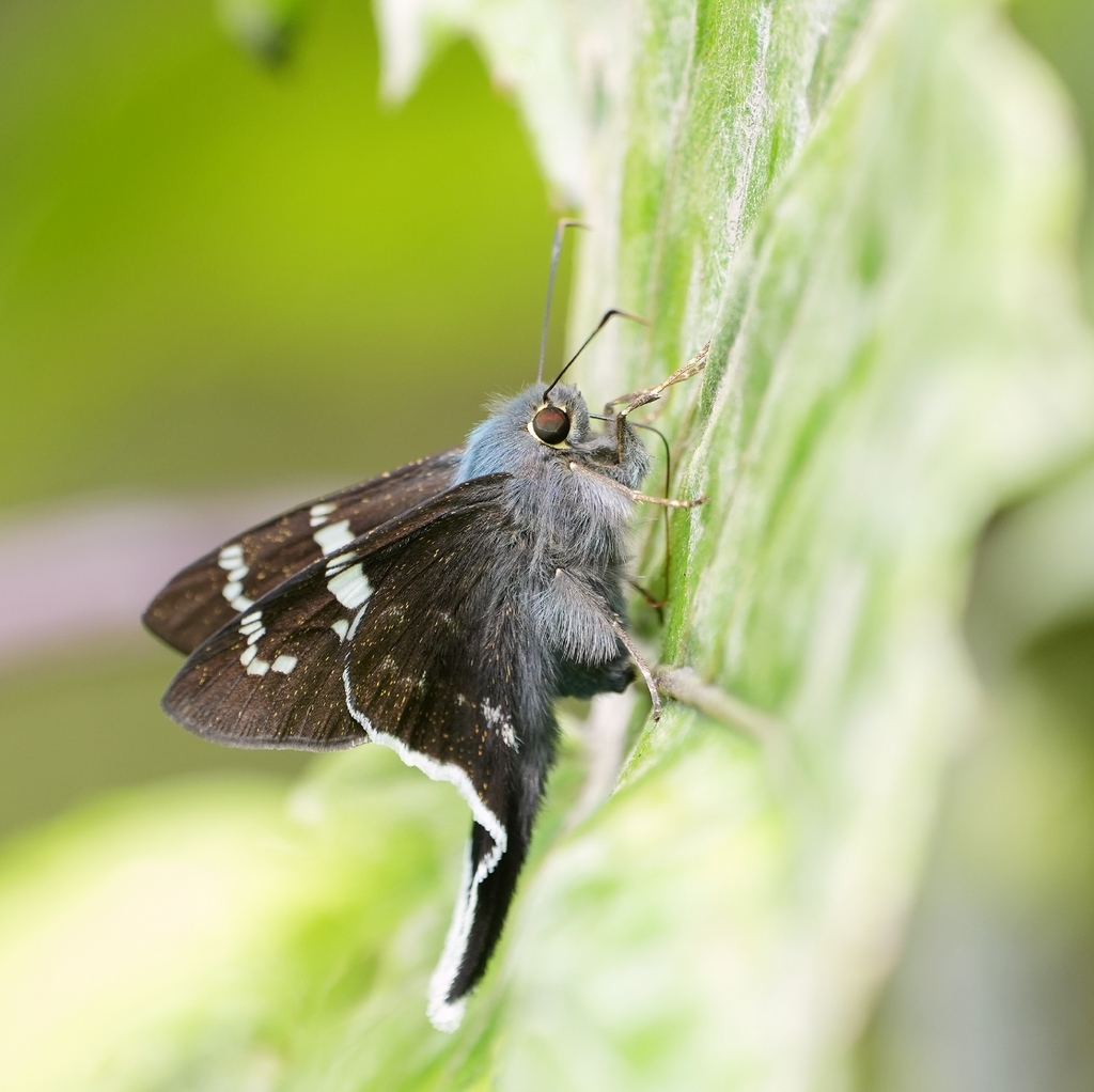 Ridens harpagus