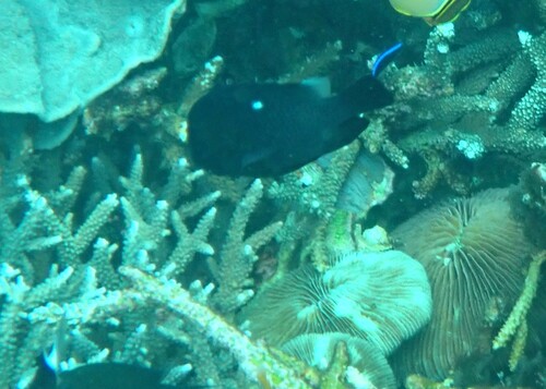 Dascyllus trimaculatus