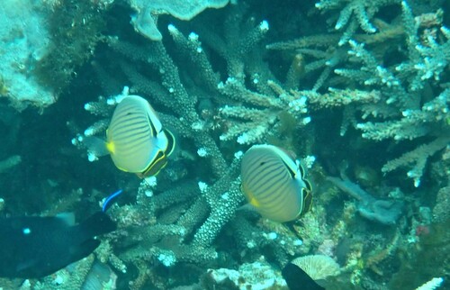 Chaetodon lunulatus