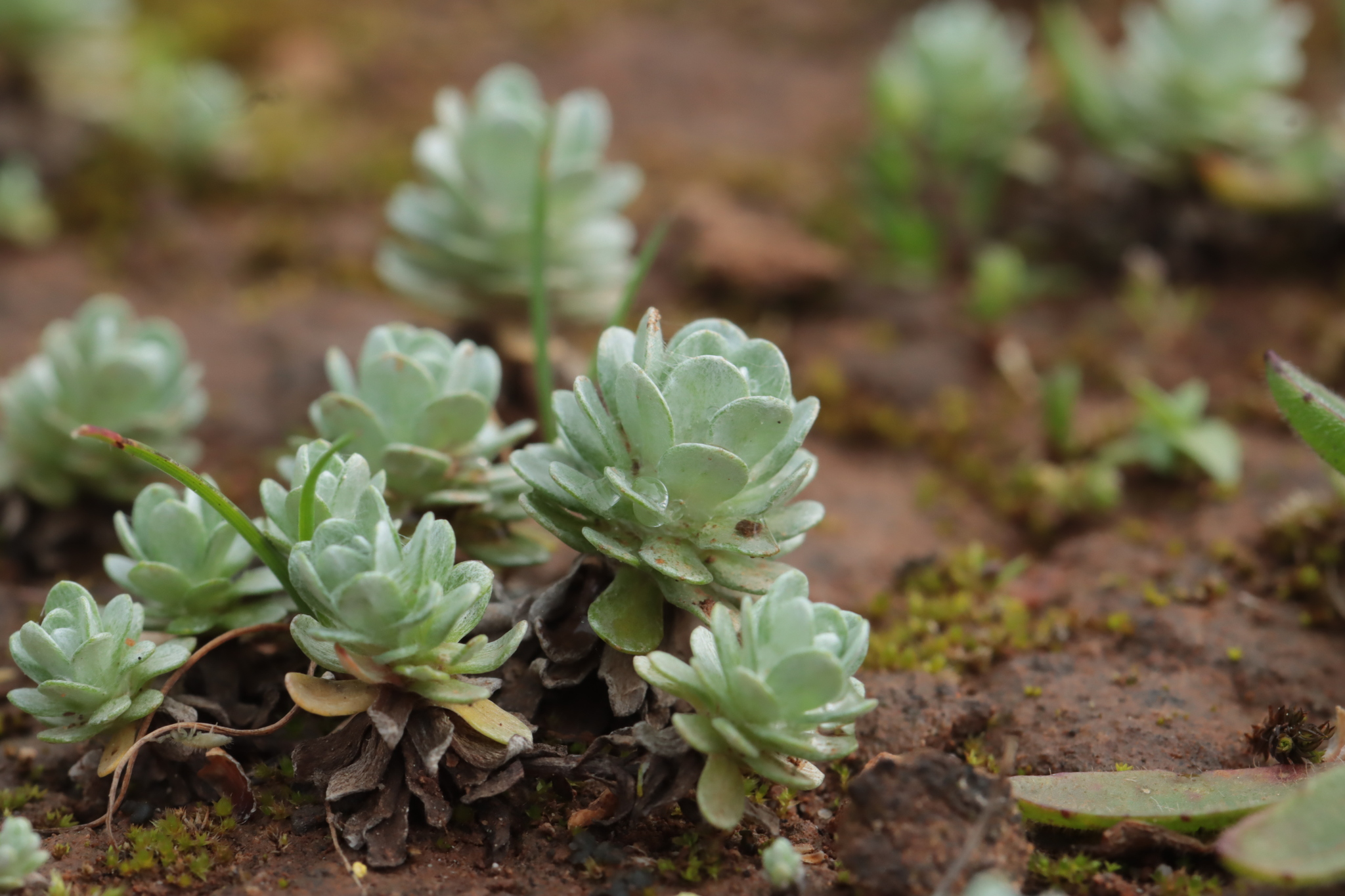 Imagem de Filago pygmaea