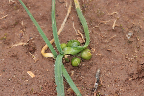 Allium chamaemoly, photograph 5