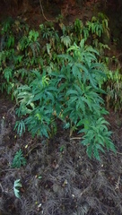 Begonia diadema image