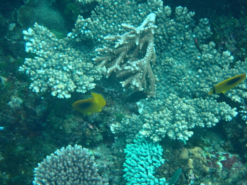 Chaetodon speculum