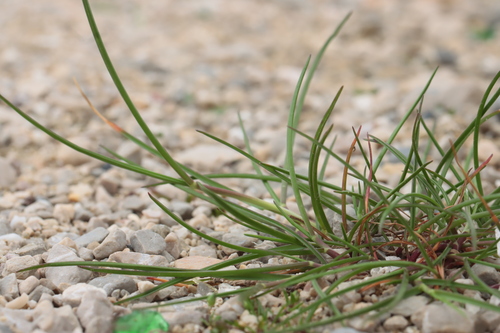 Sickle Grass (Parapholis incurva)