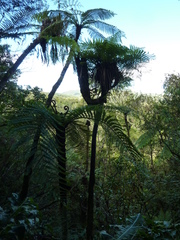 Cyathea glauca