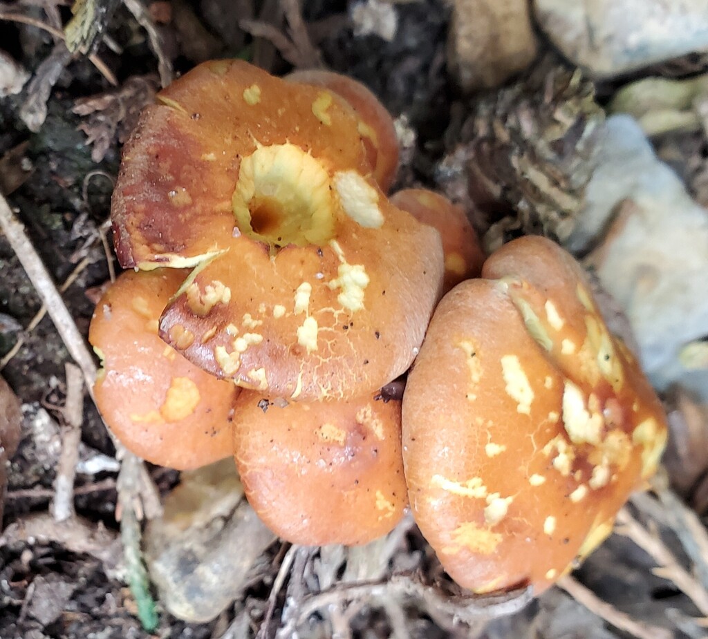 Hypholoma fasciculare · March 2026 · photo: © at54 (iNaturalist, cc0)