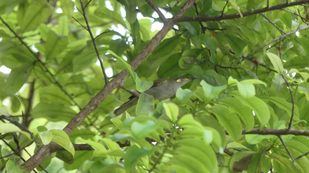 Mimic Honeyeater (Microptilotis analogus)