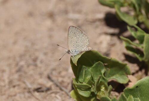 African Grass Blue