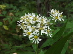 Aster glehnii