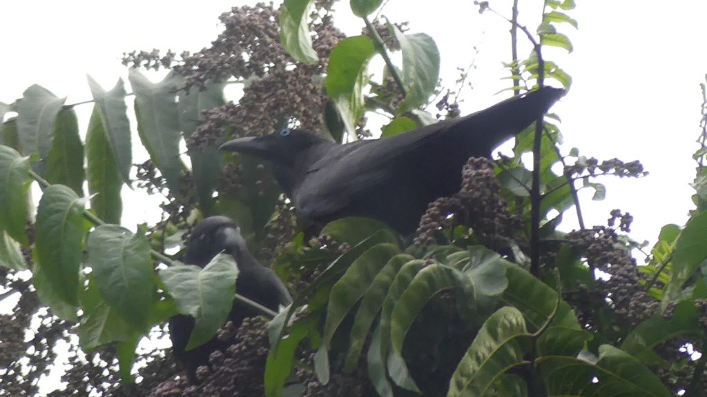Australian crow (Corvus orru)