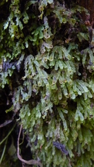 Hymenophyllum digitatum