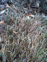 Selaginella corallina
