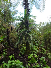 Lomaridium attenuatum