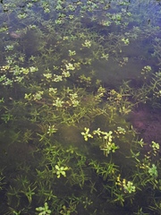 Callitriche heterophylla