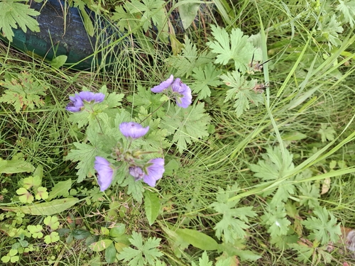woolly cranesbill (Geranium erianthum)