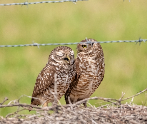 View observation of {o.common_name} on iNaturalist