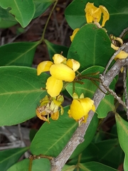 Cassiinae