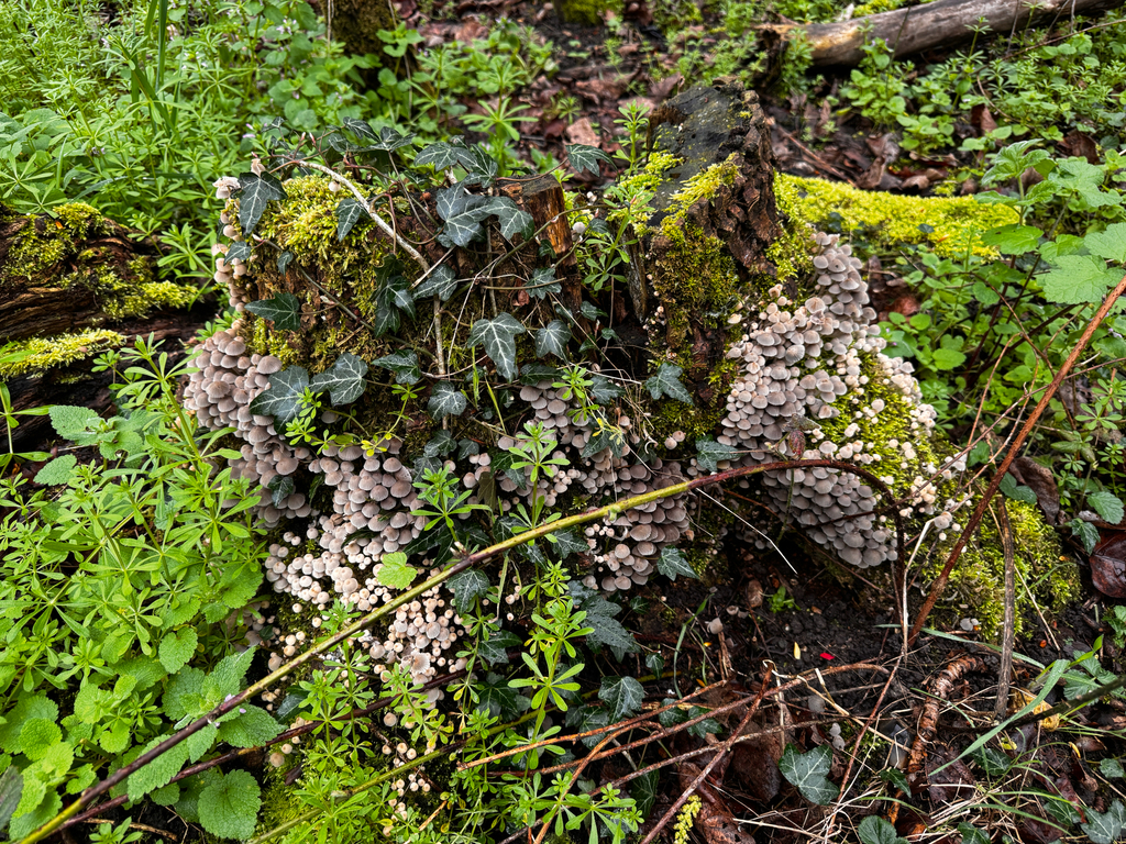 Coprinellus disseminatus · March 2026 · photo: © myles_mcsweeney (iNaturalist, cc-by)