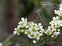 Catopyrops florinda