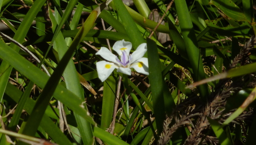 Dietes grandiflora image