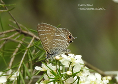 Theclinesthes miskini