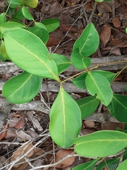 Cassiinae