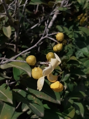 Lecythidaceae
