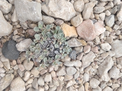 Eriogonum tenellum