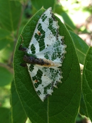 Victoria fuscithorax