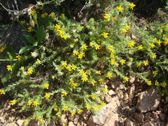 Genista hispanica