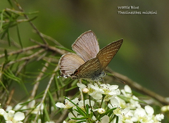 Theclinesthes miskini